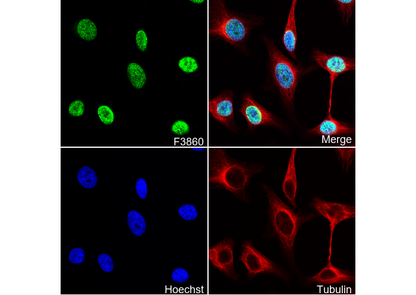CCDC98 Antibody