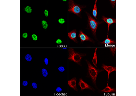 CCDC98 Antibody