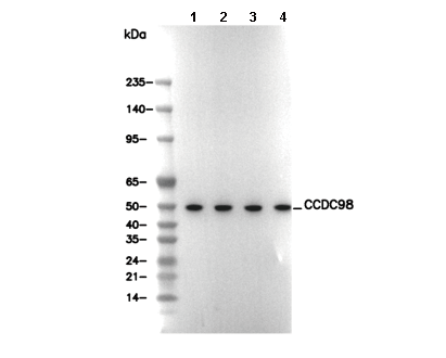 CCDC98 Antibody