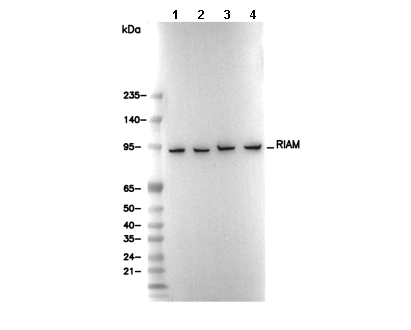RIAM Antibody