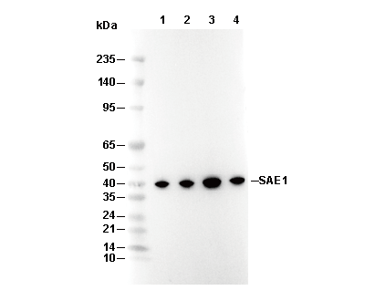 SAE1 Antibody