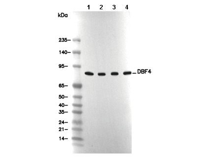 DBF4 Antibody