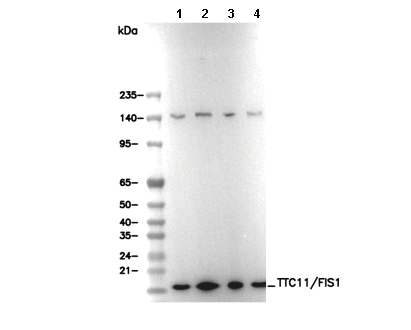 TTC11/FIS1 Antibody