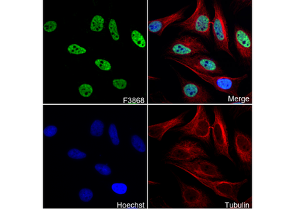 Histone H4 (mono methyl Lys20) Antibody