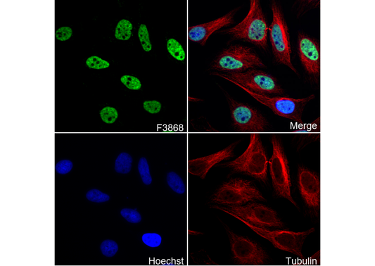 Histone H4 (mono methyl Lys20) Antibody