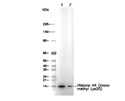 Histone H4 (mono methyl Lys20) Antibody