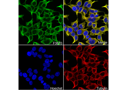 Phospho-Ser/Thr-Phe Antibody