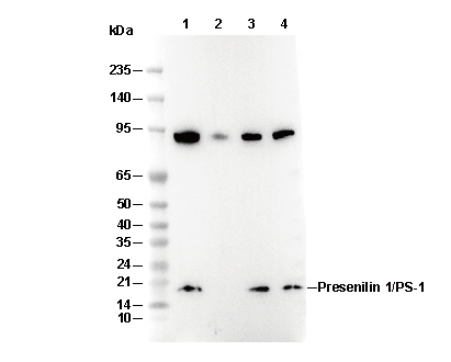 Presenilin 1/PS-1 Antibody