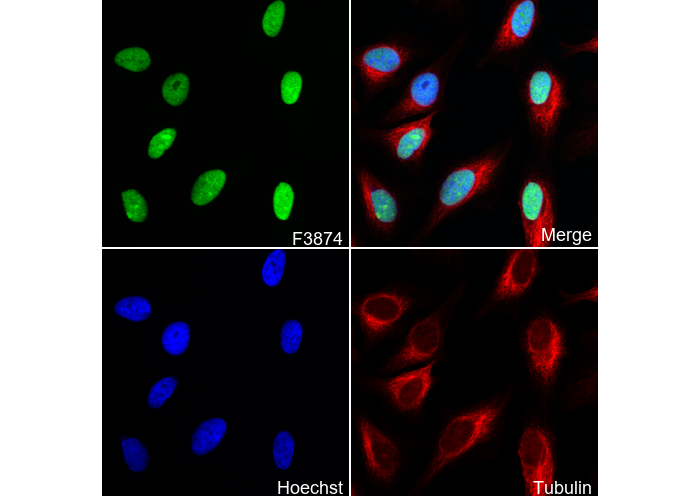 Ku80 Antibody