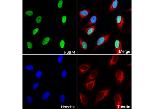 Ku80 Antibody