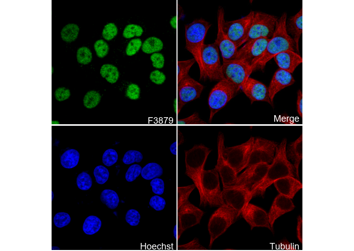 HDAC1 Antibody