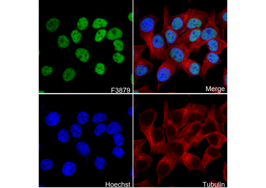 HDAC1 Antibody