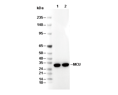 MCU Antibody