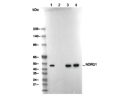 NDRG1 Antibody
