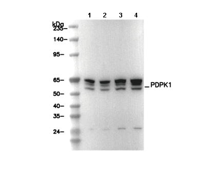 PDPK1 Antibody