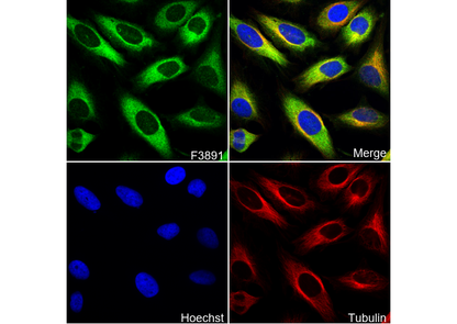 GEF H1 C-terminal Antibody
