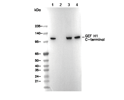 GEF H1 C-terminal Antibody