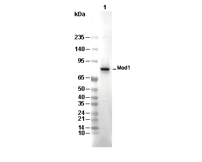 Mad1 Antibody