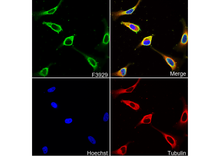 mtHSP70 Antibody
