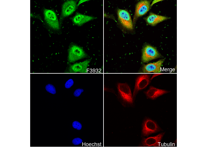 FOXJ1 Antibody