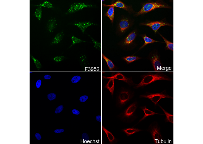 TC10 Antibody