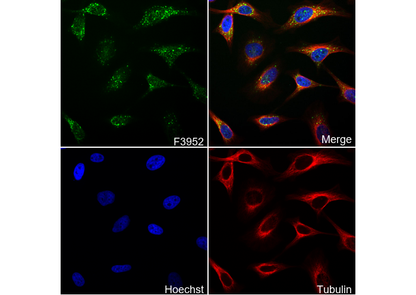 TC10 Antibody