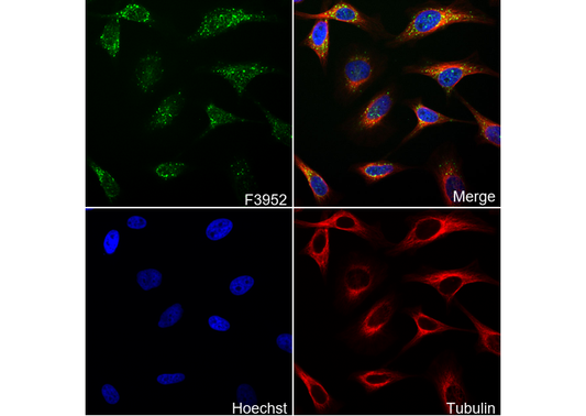 TC10 Antibody