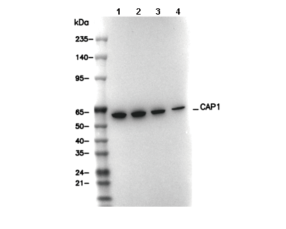 CAP1 Antibody