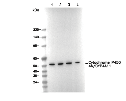 Cytochrome P450 4A/CYP4A11 Antibody
