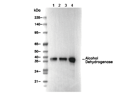 Alcohol Dehydrogenase Antibody