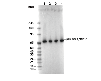 p60 CAF1/MPP7 Antibody