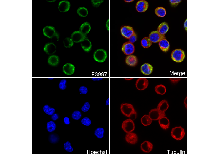 Peripherin Antibody