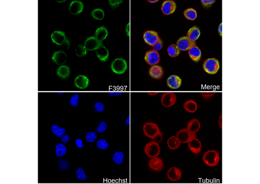 Peripherin Antibody