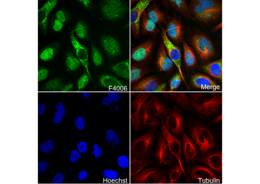 CDT1/DUP Antibody