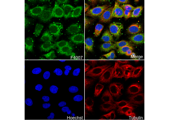 SERCA2 ATPase Antibody