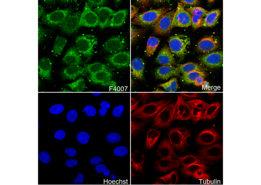 SERCA2 ATPase Antibody