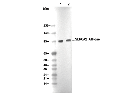 SERCA2 ATPase Antibody
