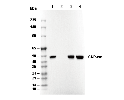 CNPase Antibody