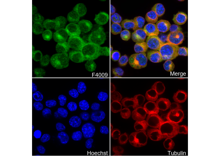Huntingtin Antibody