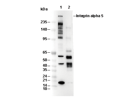 Huntingtin Antibody