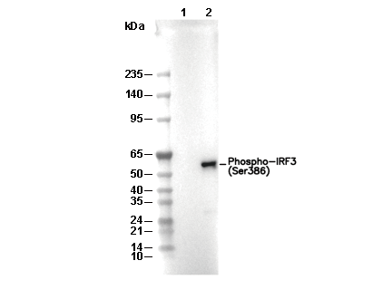 Phospho-IRF3 (Ser386) Antibody