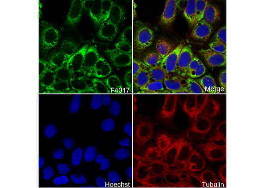 IGF2BP1/IMP1 Antibody
