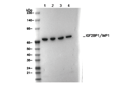 IGF2BP1/IMP1 Antibody