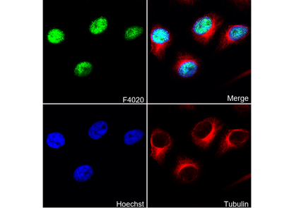 Histone H4 Antibody