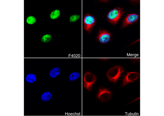 Histone H4 Antibody
