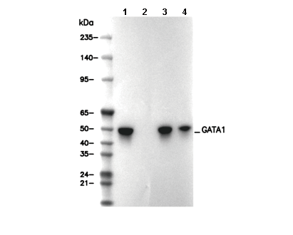 GATA1 Antibody