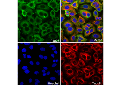 S100A4 Antibody