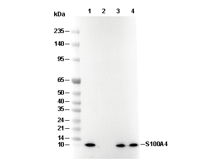 S100A4 Antibody