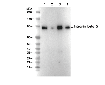 Integrin beta 5 Antibody