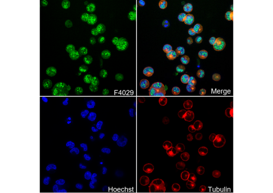 HDAC3 Antibody